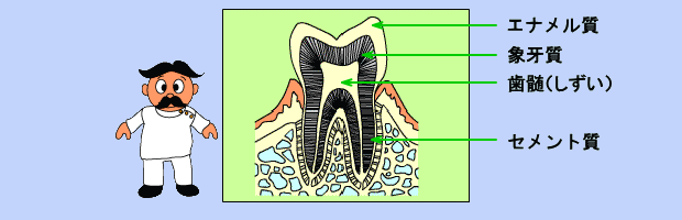 歯の構造